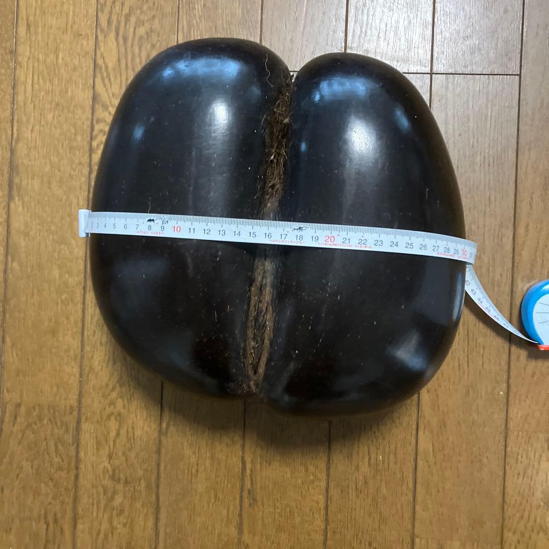 双子椰子の実