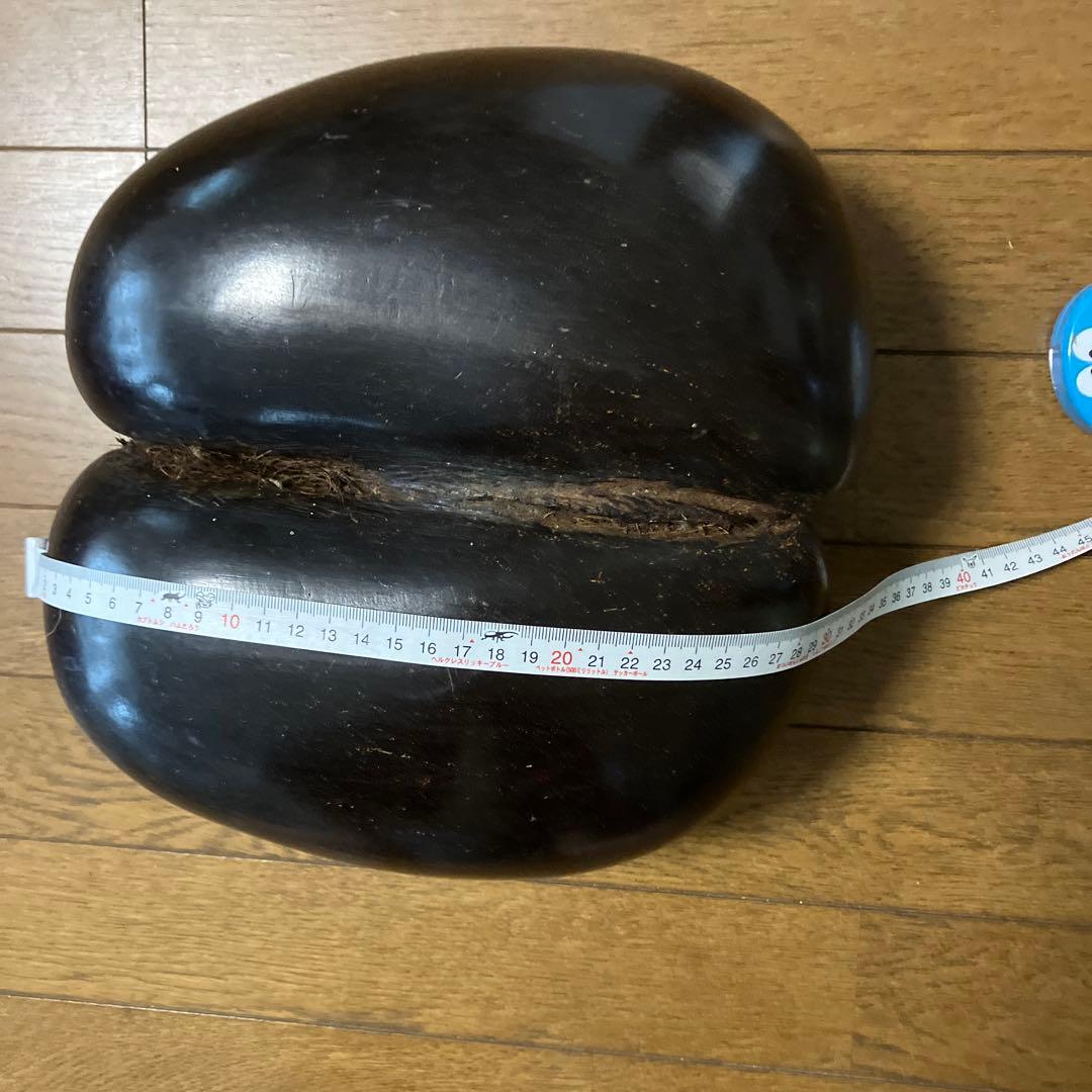 双子椰子の実