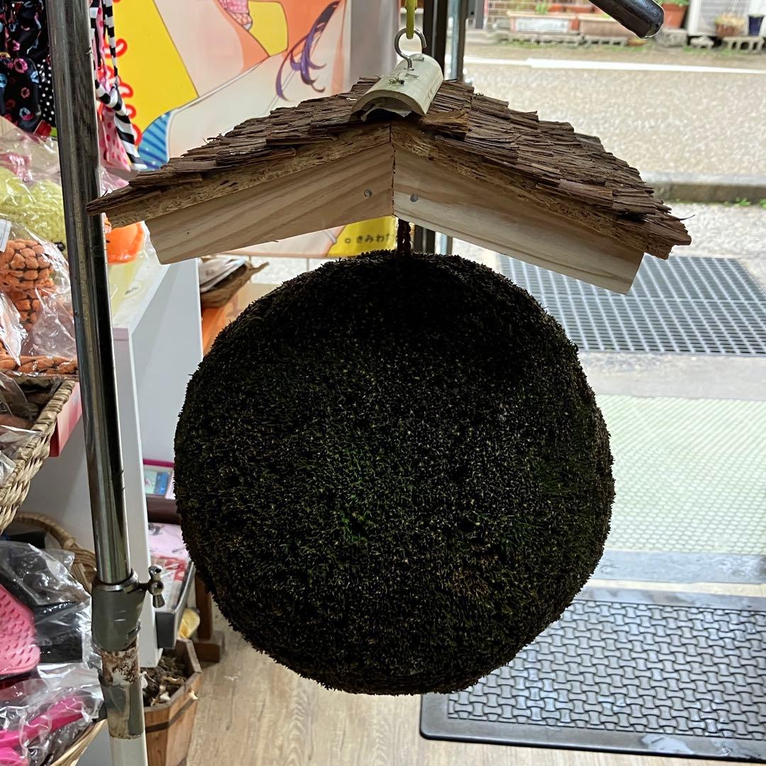 杉玉【屋根付き】②