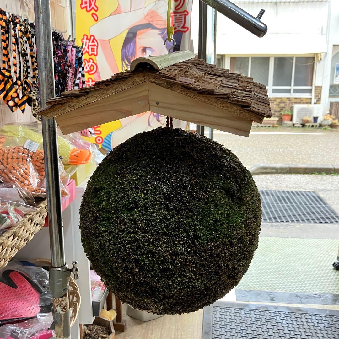 杉玉【屋根付き】②