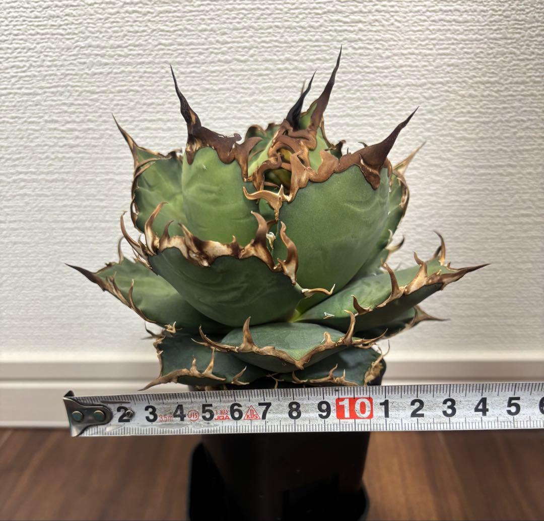 アガベ　チタノタ　シーザー③