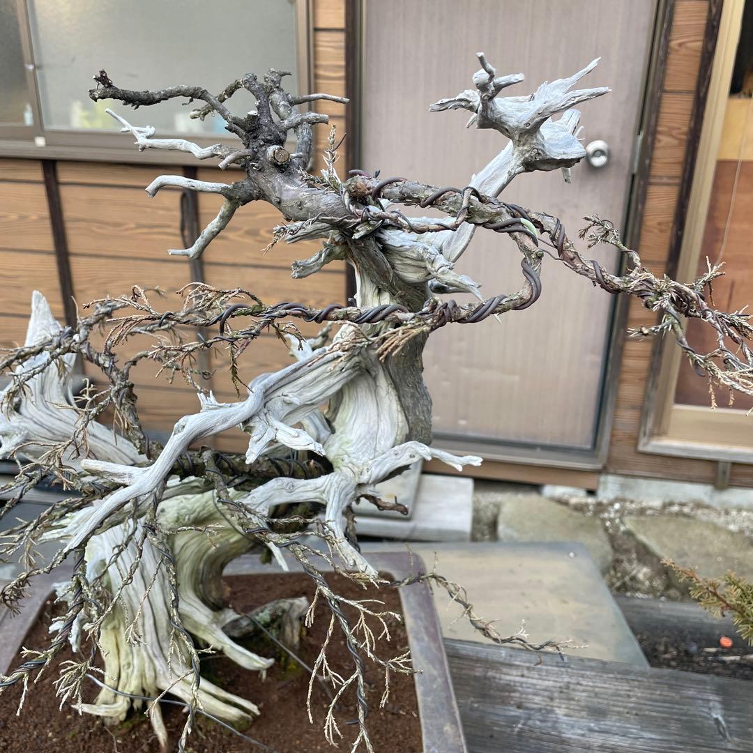 枯れ盆栽 真柏ドライ盆栽 アート盆栽 オブジェベース