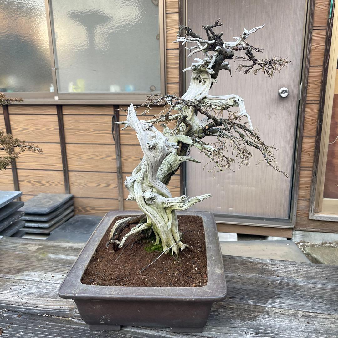 枯れ盆栽 真柏ドライ盆栽 アート盆栽 オブジェベース