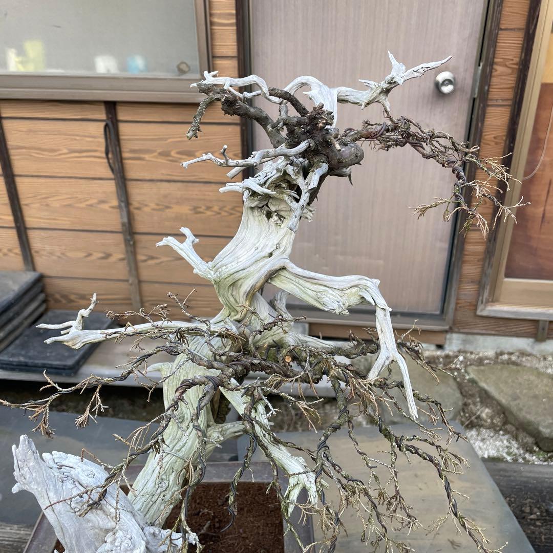 枯れ盆栽 真柏ドライ盆栽 アート盆栽 オブジェベース