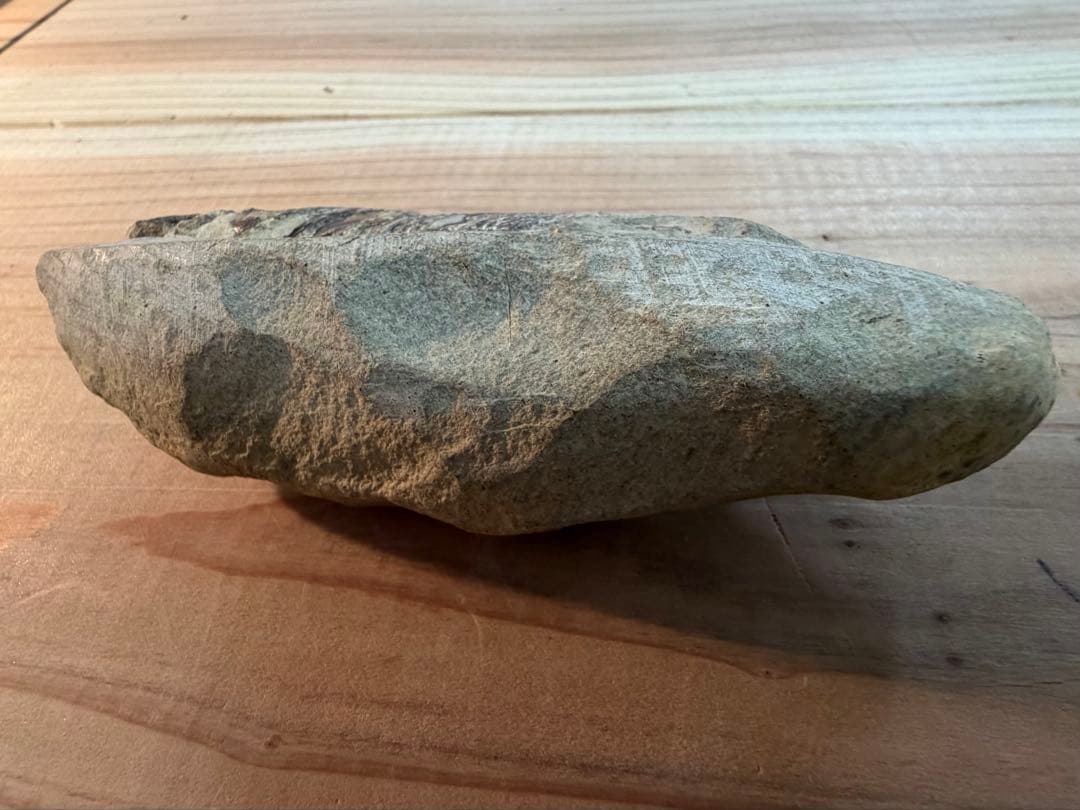 ラコレピス 古代魚 原石 鑑賞石 自然石 天然石 鉱石 鉱物 水石 置物