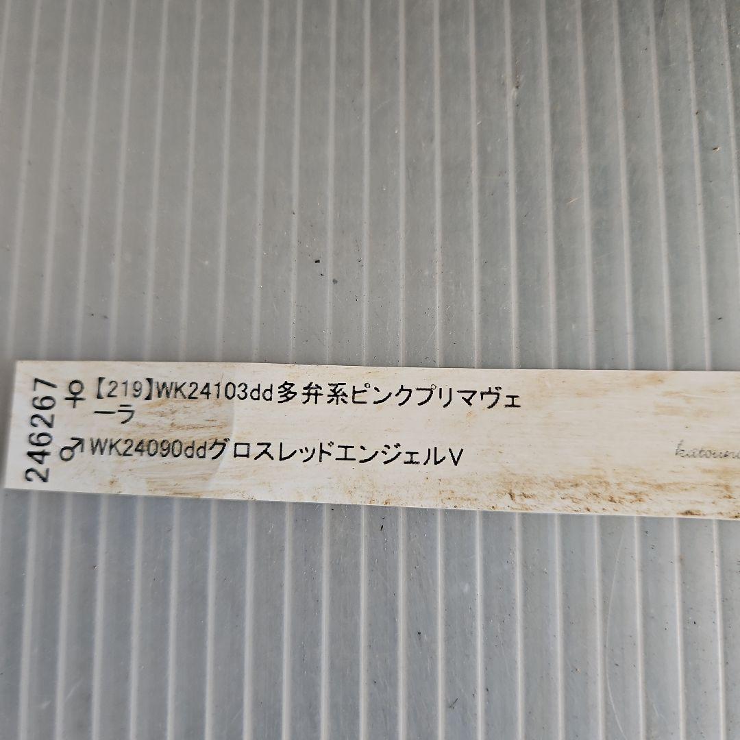 ㉖-530クリスマスローズ