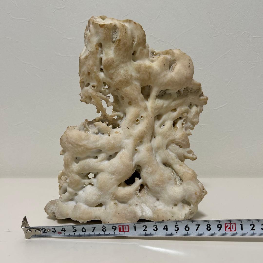 珊瑚　サンゴ　白　約20㎝✖︎24㎝　オブジェ