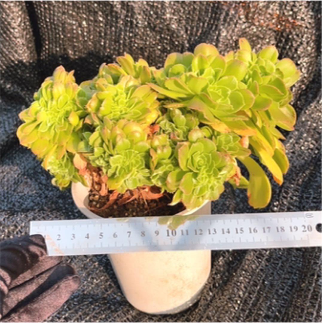 多肉植物 アエオニウム ❤️小葉香炉皿法師缀化❤️23cm!拔き苗！3年生老桩