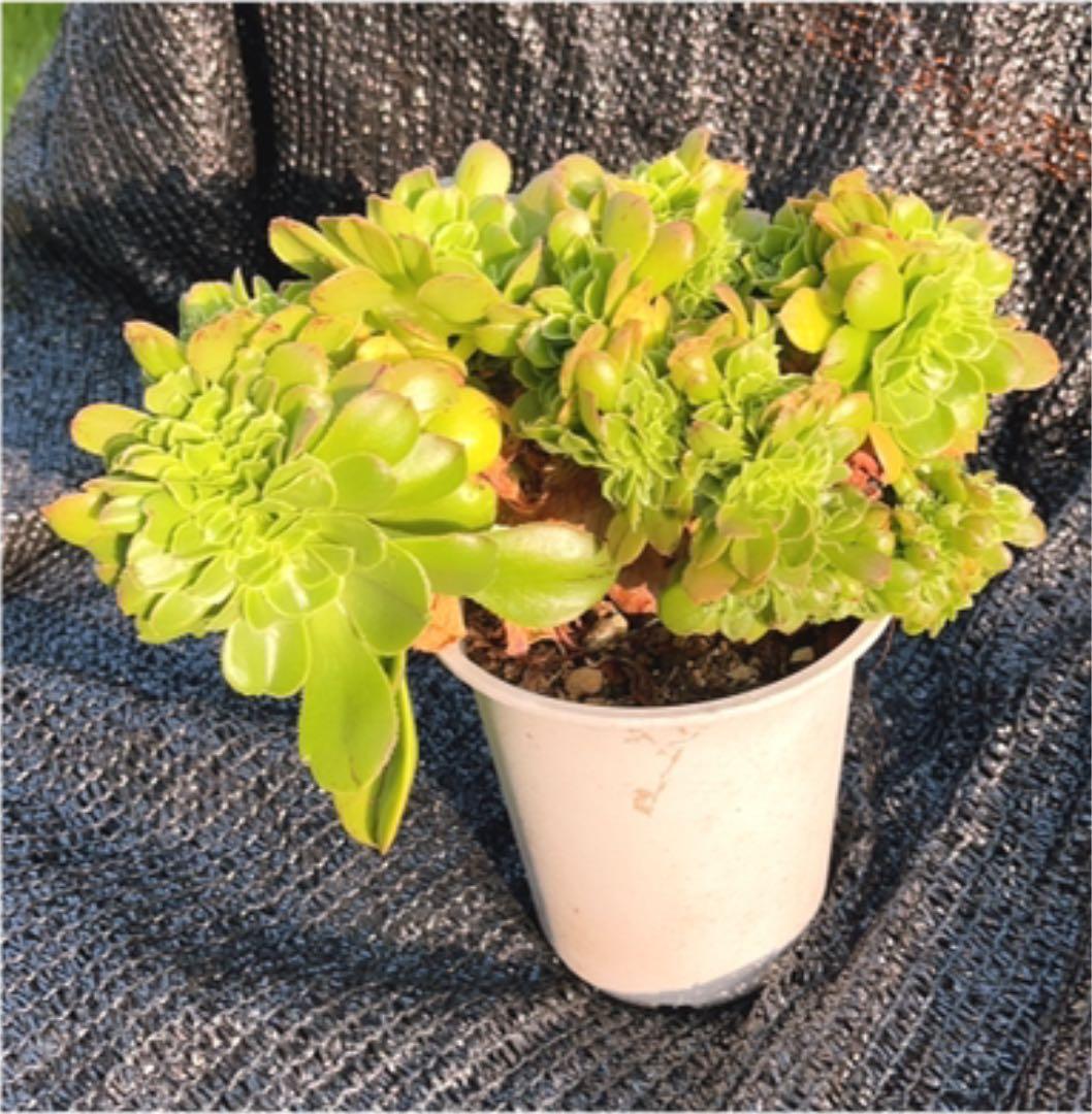 多肉植物 アエオニウム ❤️小葉香炉皿法師缀化❤️23cm!拔き苗！3年生老桩