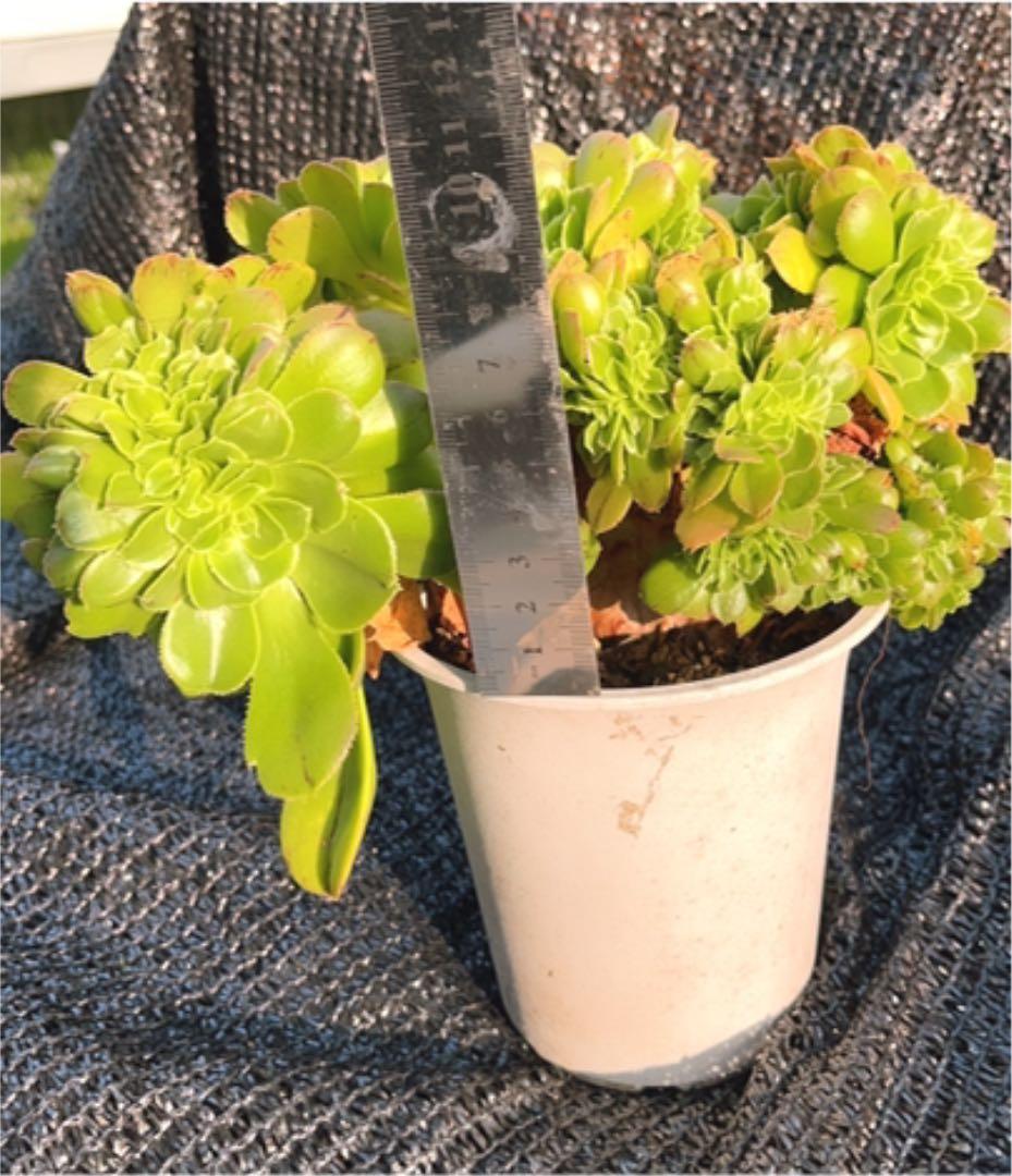 多肉植物 アエオニウム ❤️小葉香炉皿法師缀化❤️23cm!拔き苗！3年生老桩