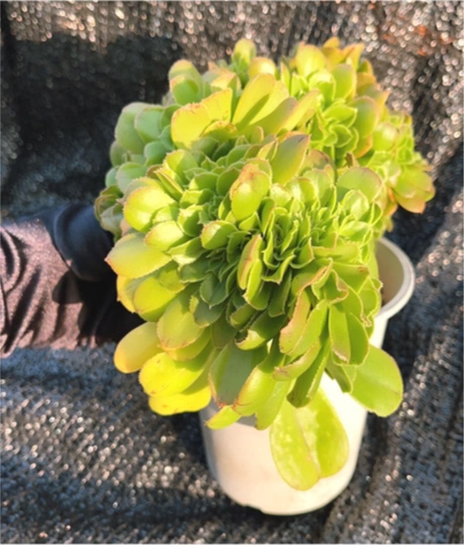 多肉植物 アエオニウム ❤️小葉香炉皿法師缀化❤️23cm!拔き苗！3年生老桩