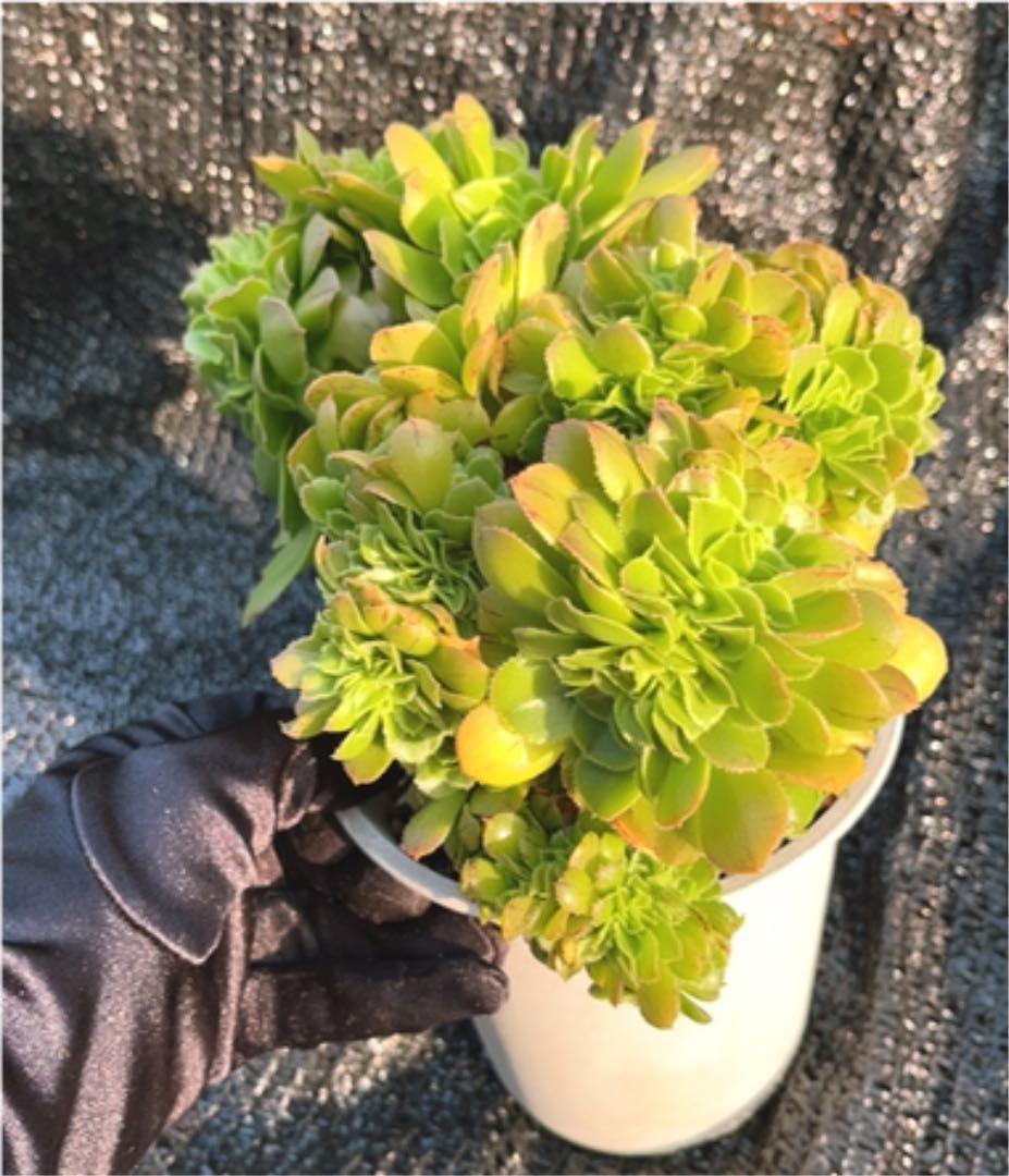 多肉植物 アエオニウム ❤️小葉香炉皿法師缀化❤️23cm!拔き苗！3年生老桩