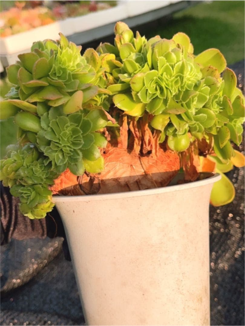 多肉植物 アエオニウム ❤️小葉香炉皿法師缀化❤️23cm!拔き苗！3年生老桩