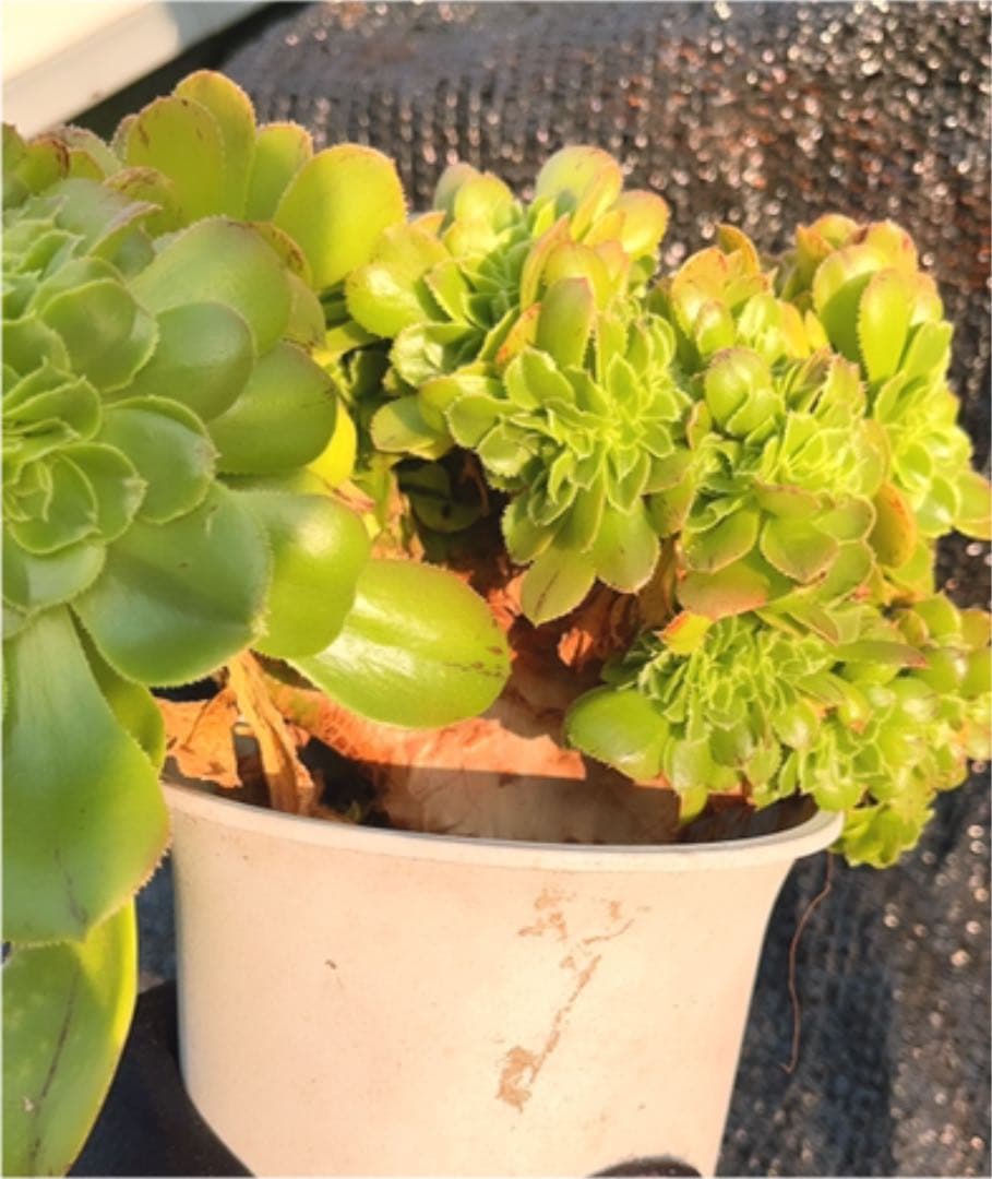 多肉植物 アエオニウム ❤️小葉香炉皿法師缀化❤️23cm!拔き苗！3年生老桩