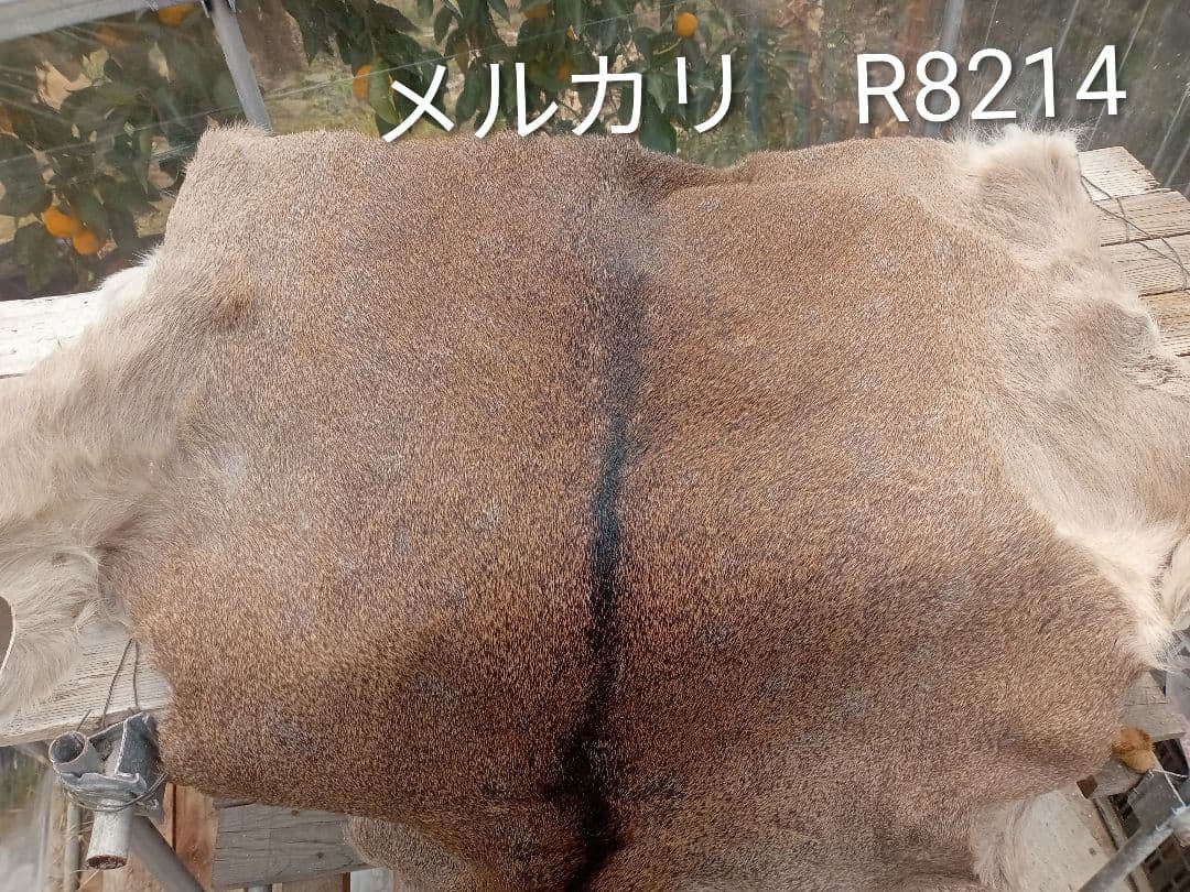 天然日本鹿　毛皮　ラグ　オマケ付き