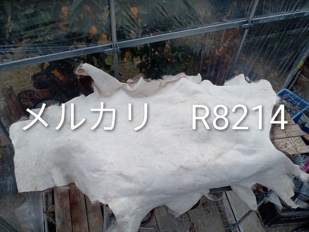 天然日本鹿　毛皮　ラグ　オマケ付き