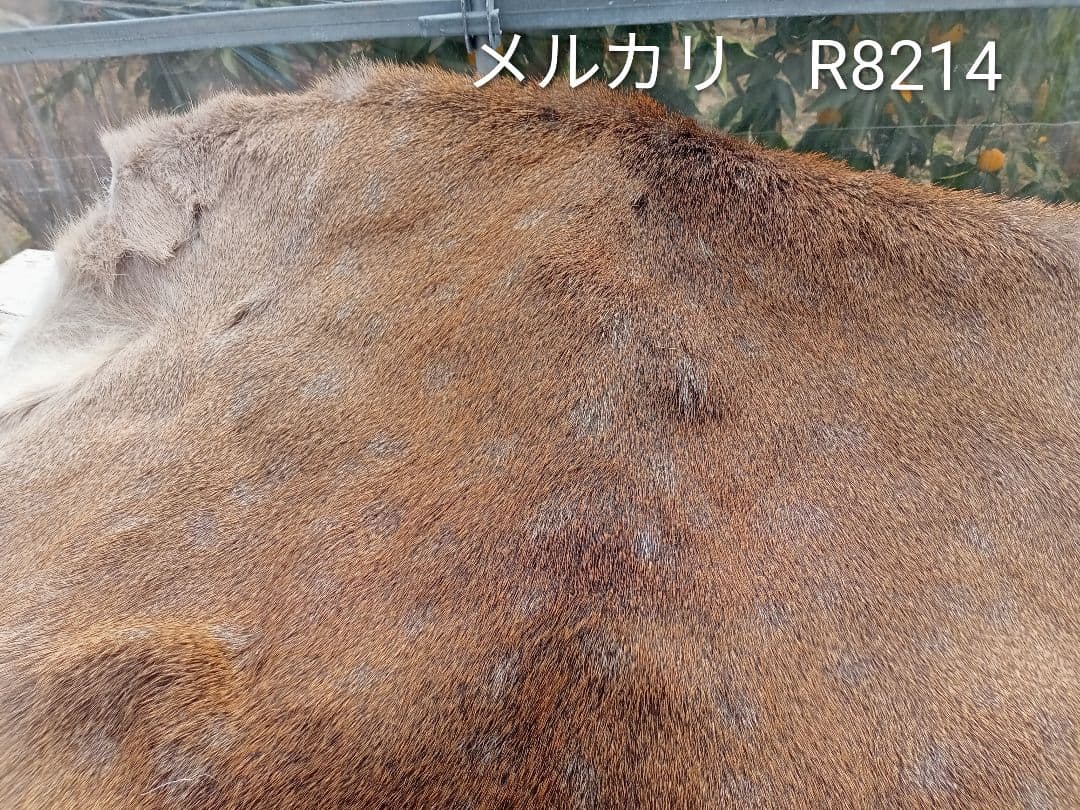 天然日本鹿　毛皮　ラグ　オマケ付き