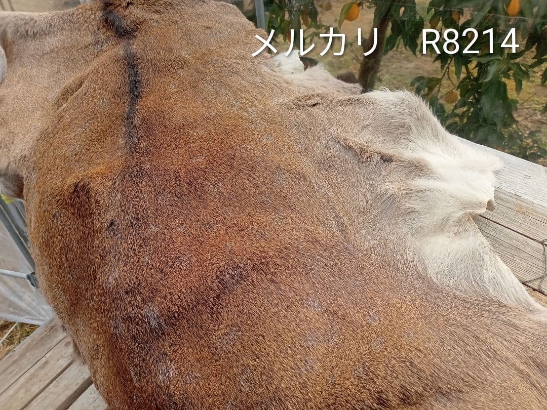 天然日本鹿　毛皮　ラグ　オマケ付き