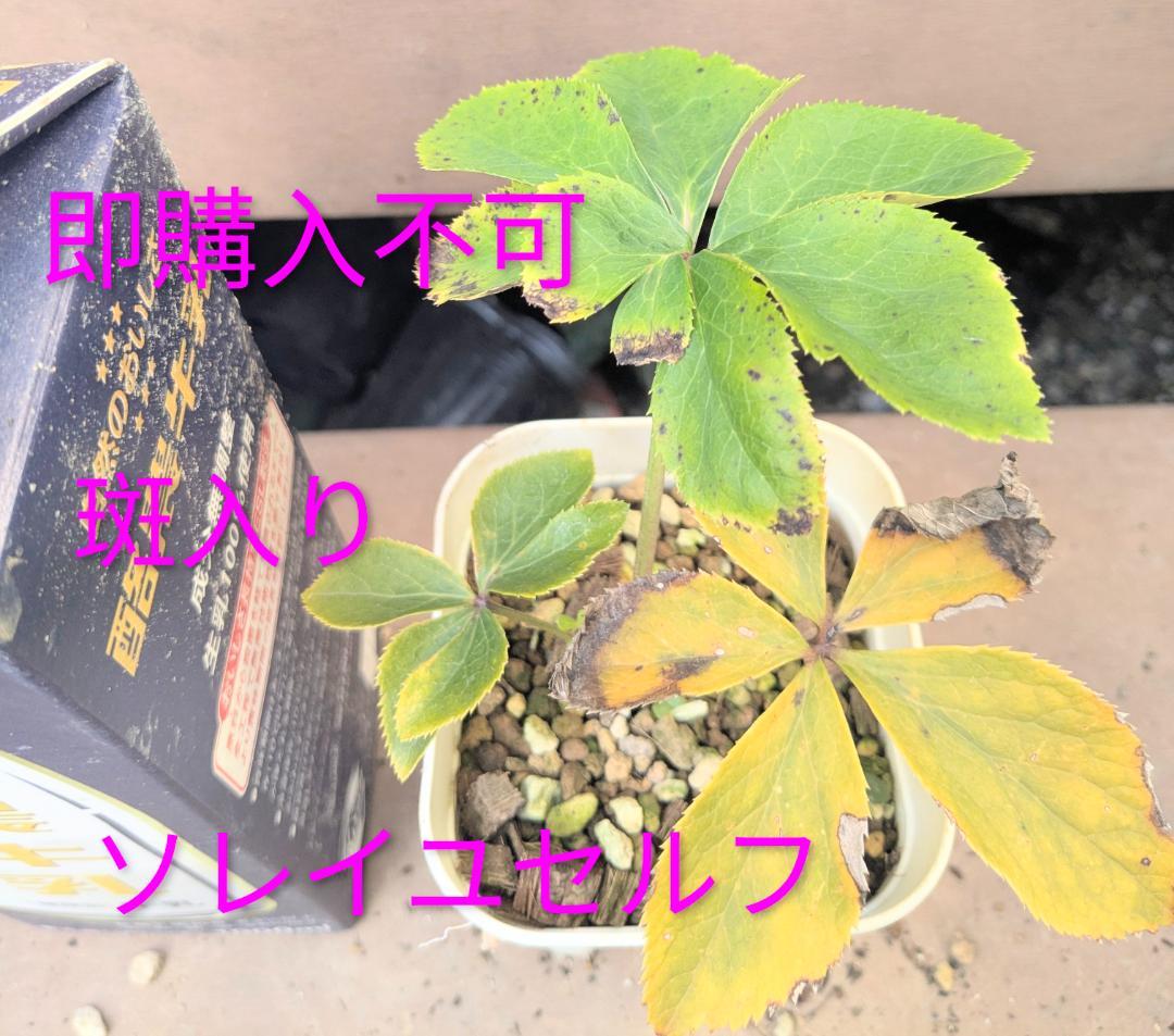 斑入り遺伝子あり　DDソレイユセルフ　即購入不可！