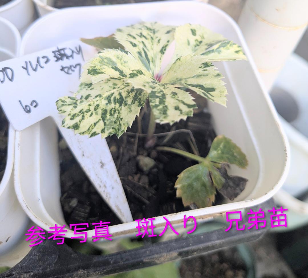斑入り遺伝子あり　DDソレイユセルフ　即購入不可！