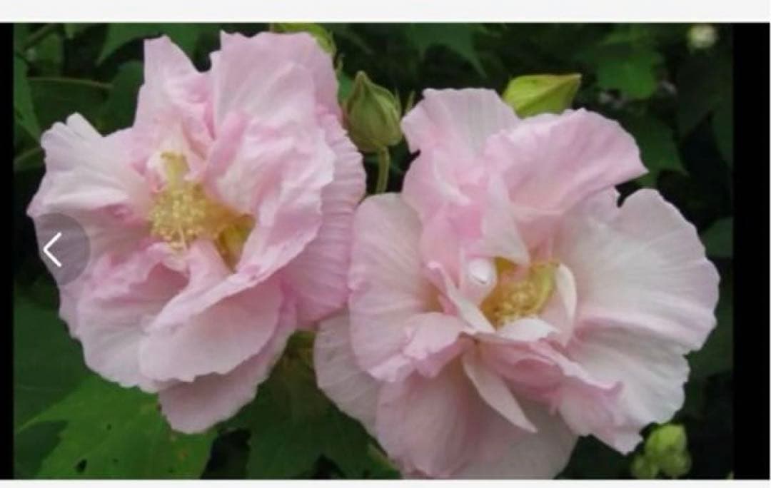 酔芙蓉の種