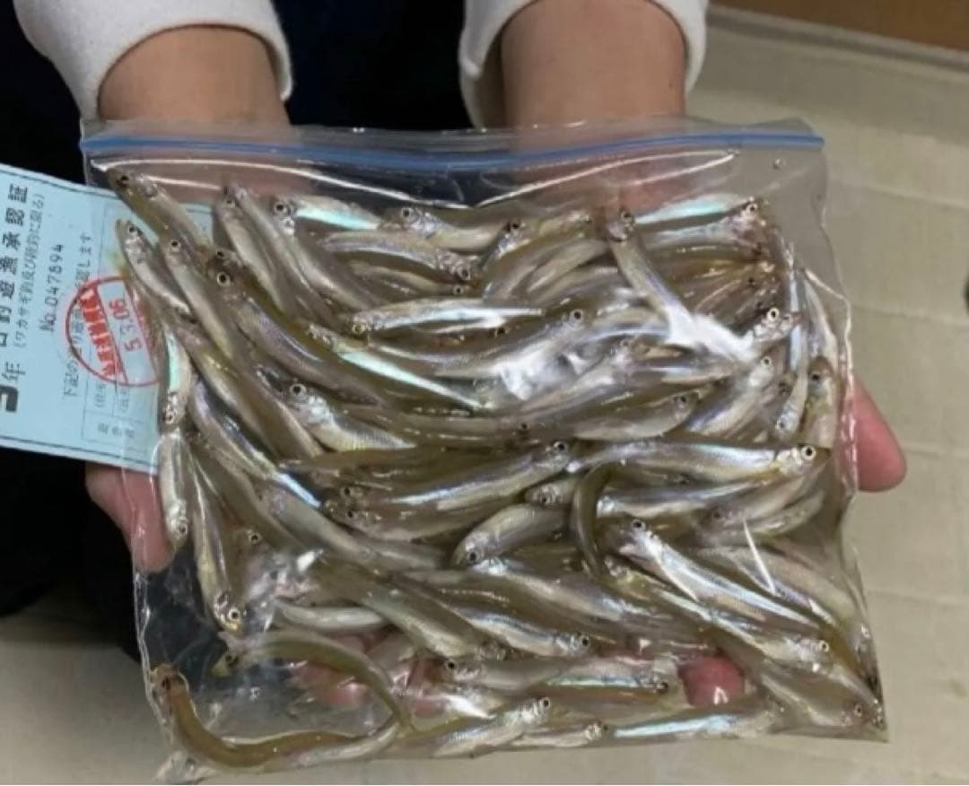 ワカサギ　全長約２０５ミリ　ステンレス穂先　２本ペア