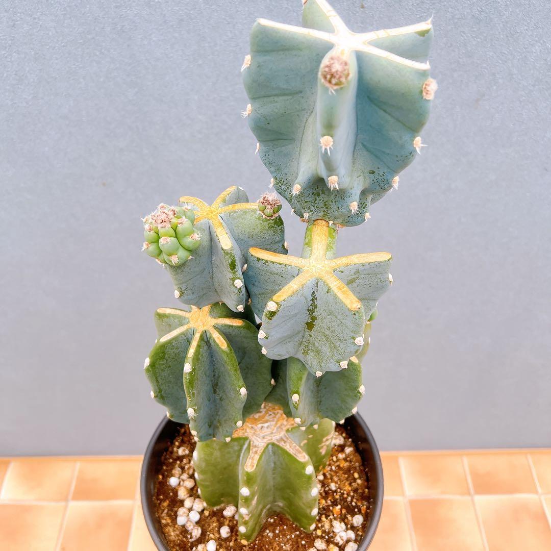現品　サボテン　柱サボテン　ブランチ　鬼面角　81　観葉植物　インテリアグリーン
