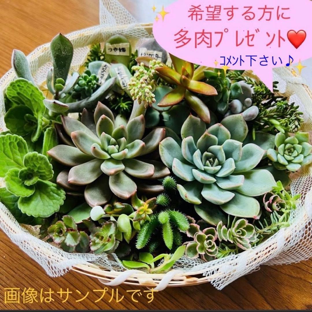 F⑥ プレステラお得セット★ 【90深鉢５０個】【105深鉢５０個】