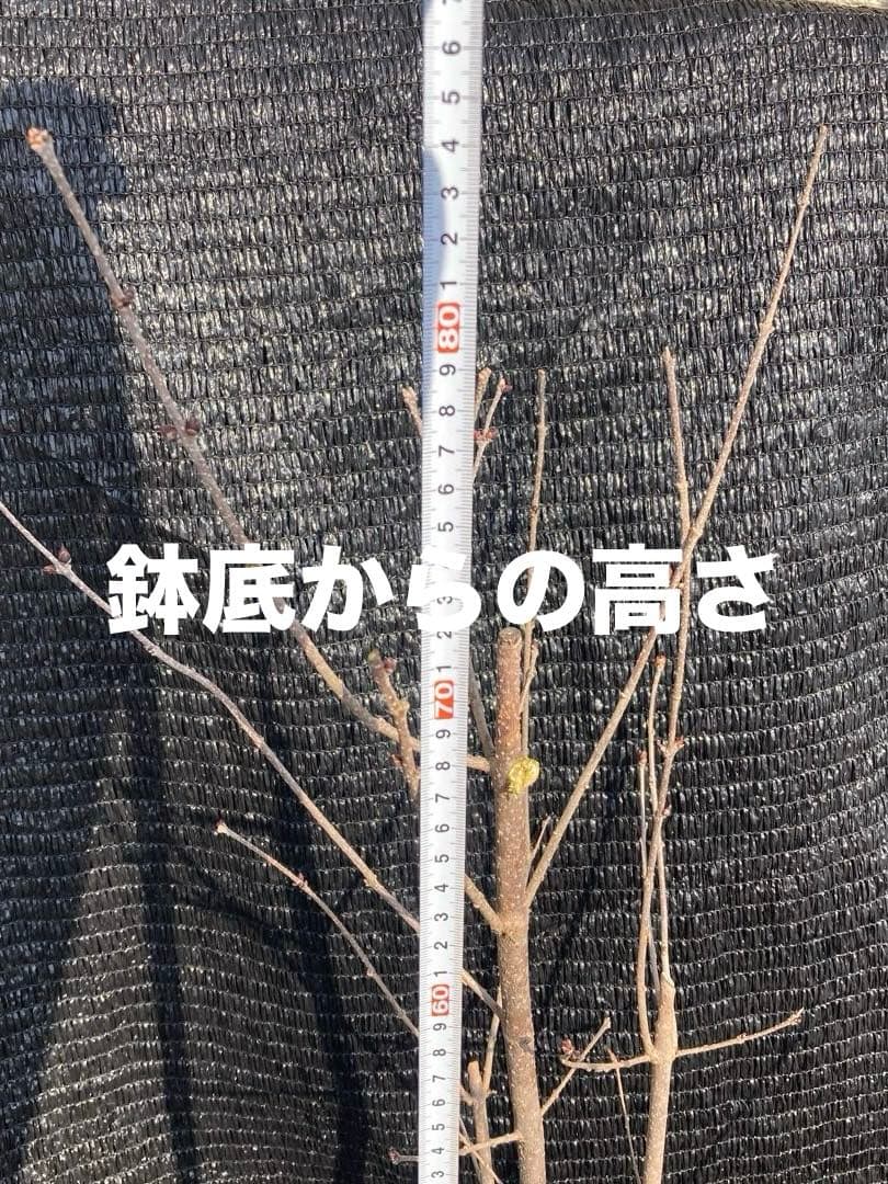 ①*:ஐ四季咲きで矮性！*:ஐコンパクトライラック・苗木【ジョシー】6号