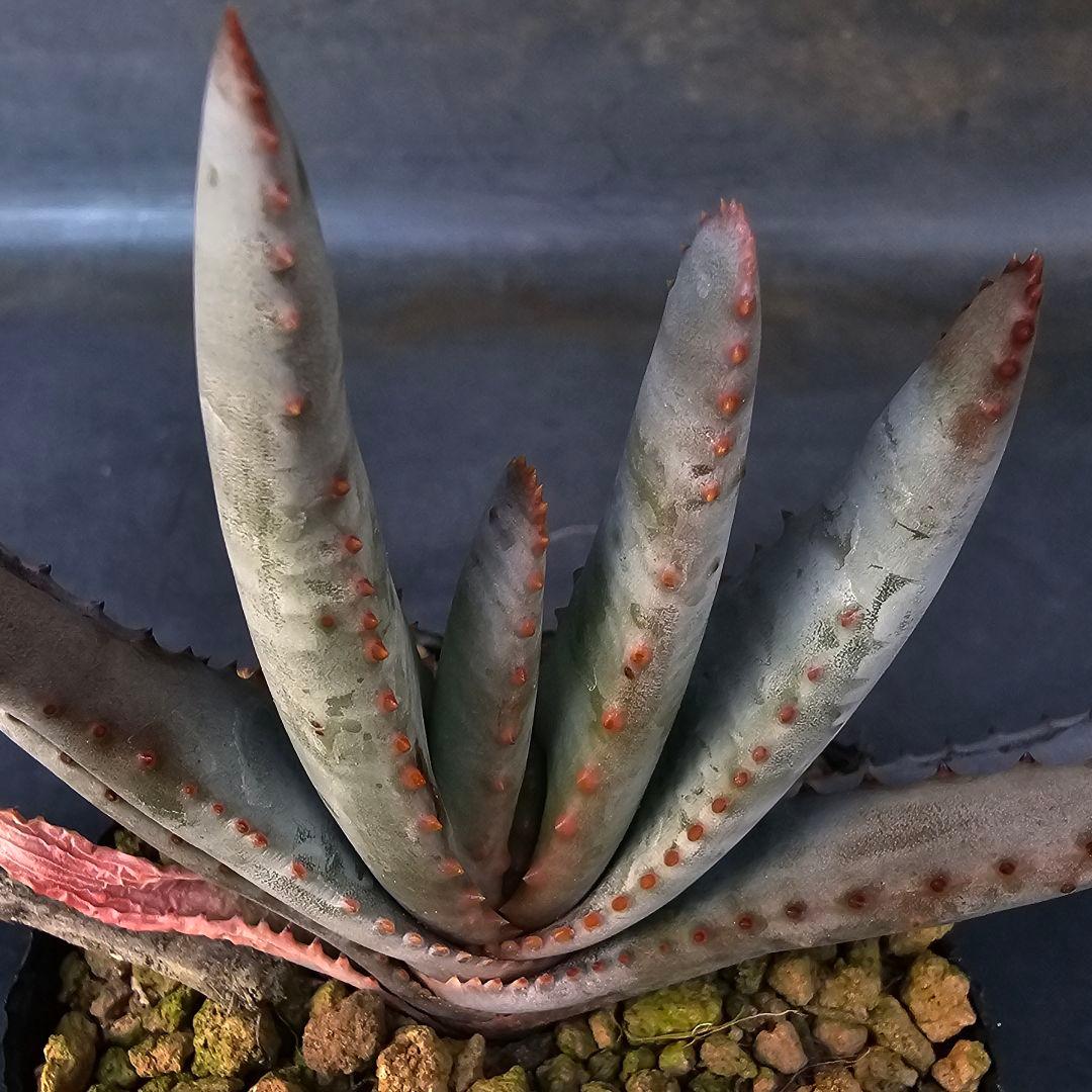 多肉植物 アロエ属 コンプレッサシストフィラ(ビグザム交配)