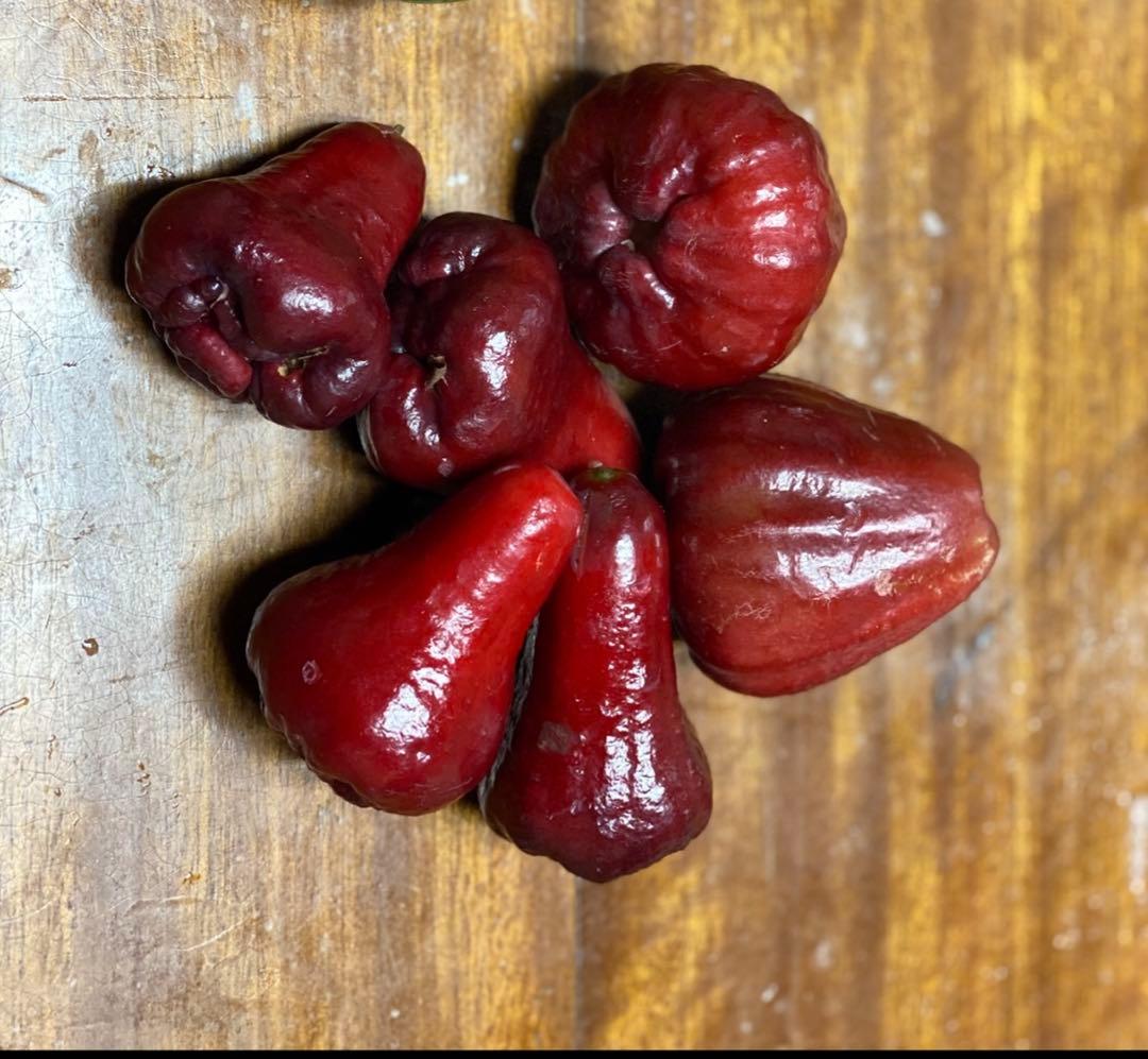 熱帯果樹】レンブ アイランドルビー（Syzygium samarangense）