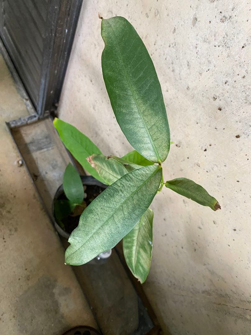 熱帯果樹】レンブ アイランドルビー（Syzygium samarangense）