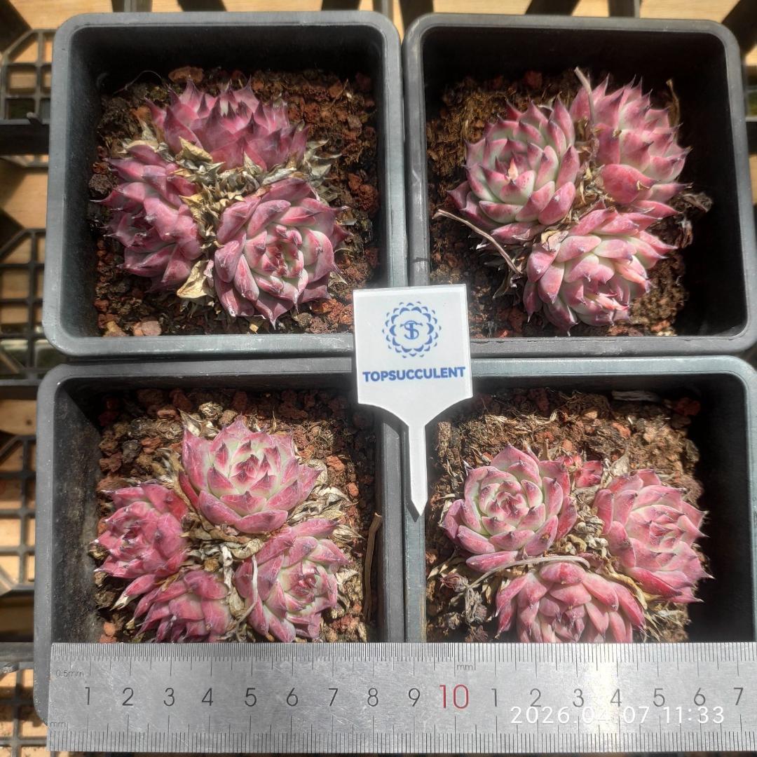 Top【選抜株】多肉植物　6035マディバ 6個　鉢無し/脱土