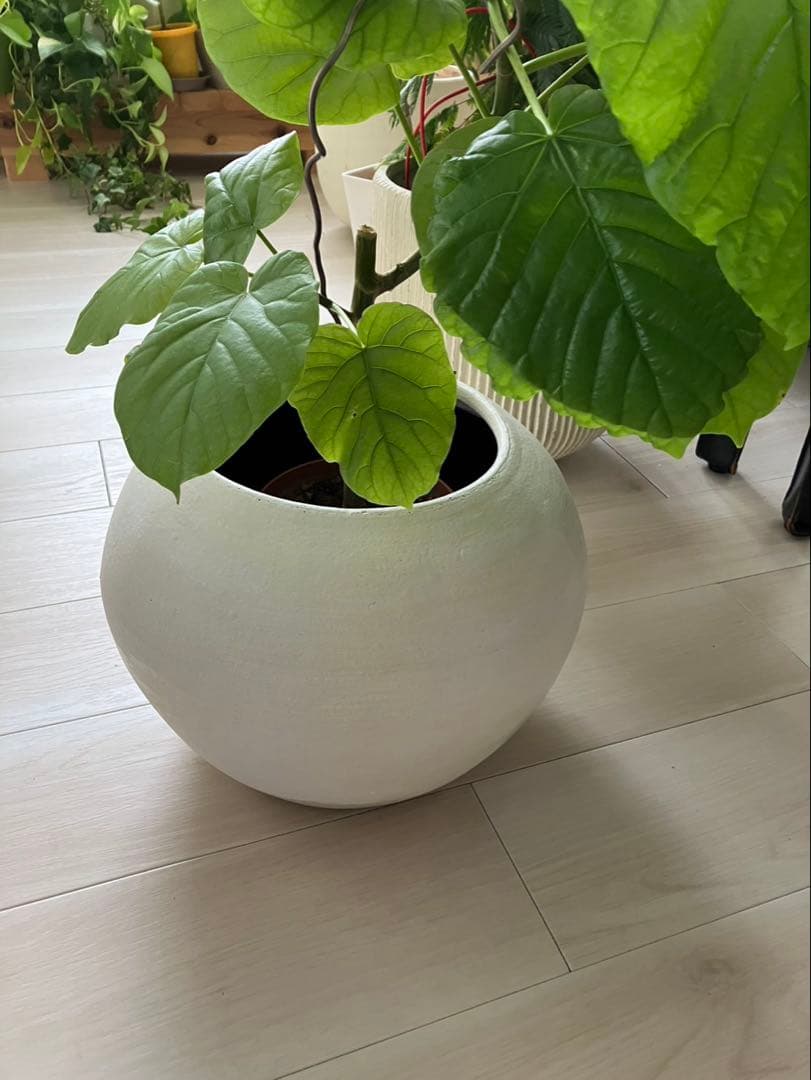 未使用❣️おしゃれ❣️大型プランター　底穴有り❣️鉢カバーホテルライク　観葉植物