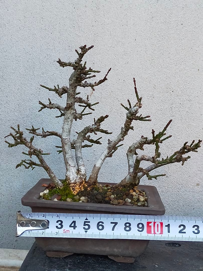 ミニ盆栽。小真弓寄せ植え。