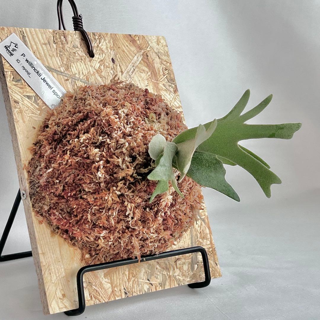 P. willinckii Jewel Sporeling【V08】