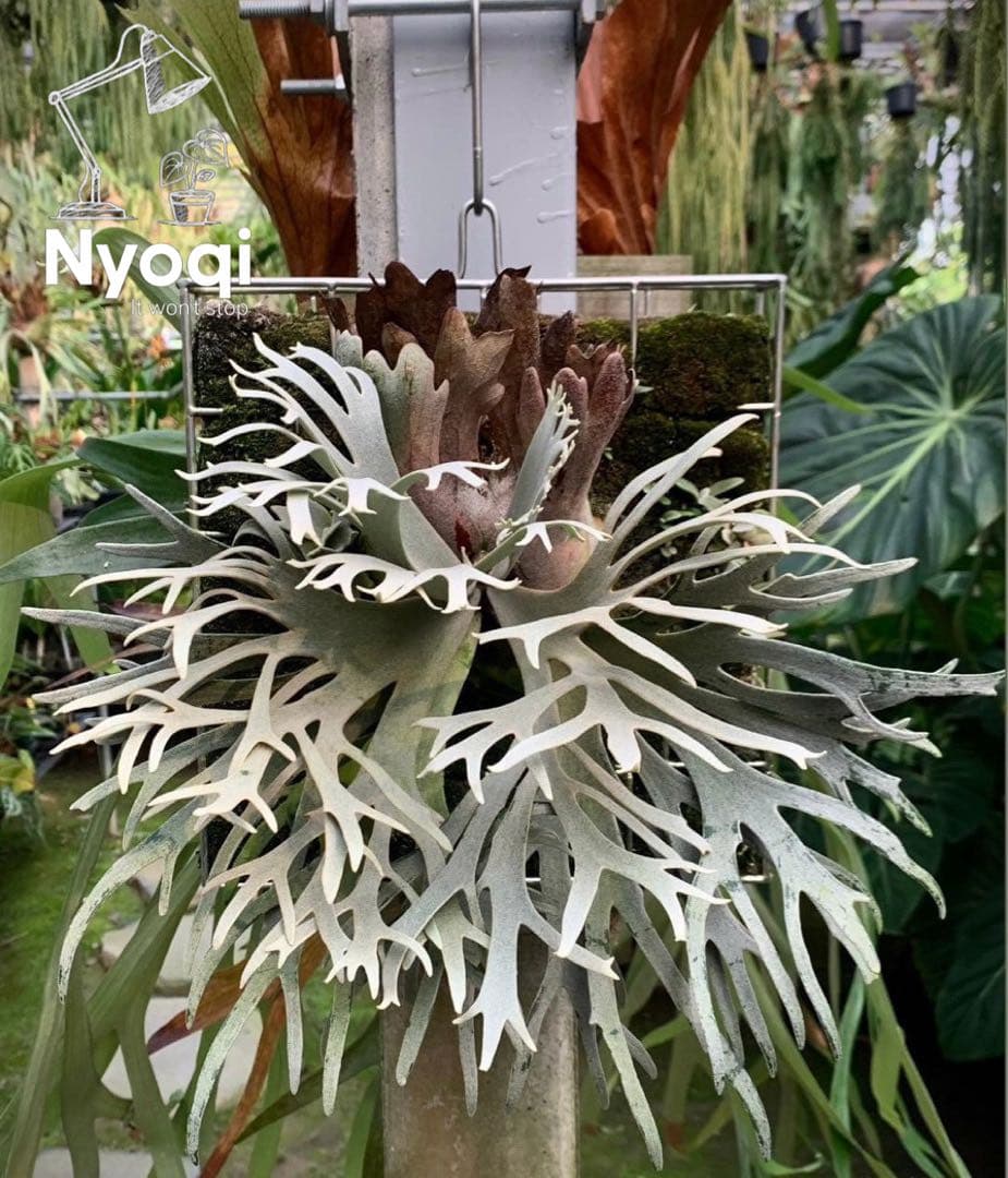 P. willinckii Jewel Sporeling【V08】