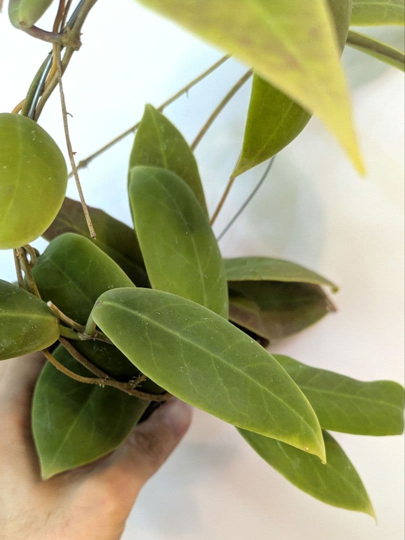 ホヤ ダーウィニー ヌエバ ビスカヤ ルソン アリ植物