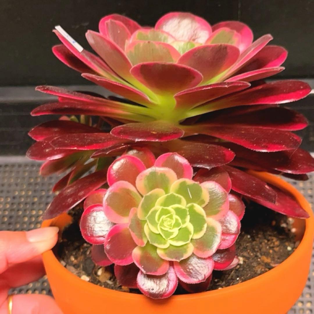 82#多肉植物アエオニウム錦❤️ カナリア羽 ❤️1大頭3小頭28cm拔き苗