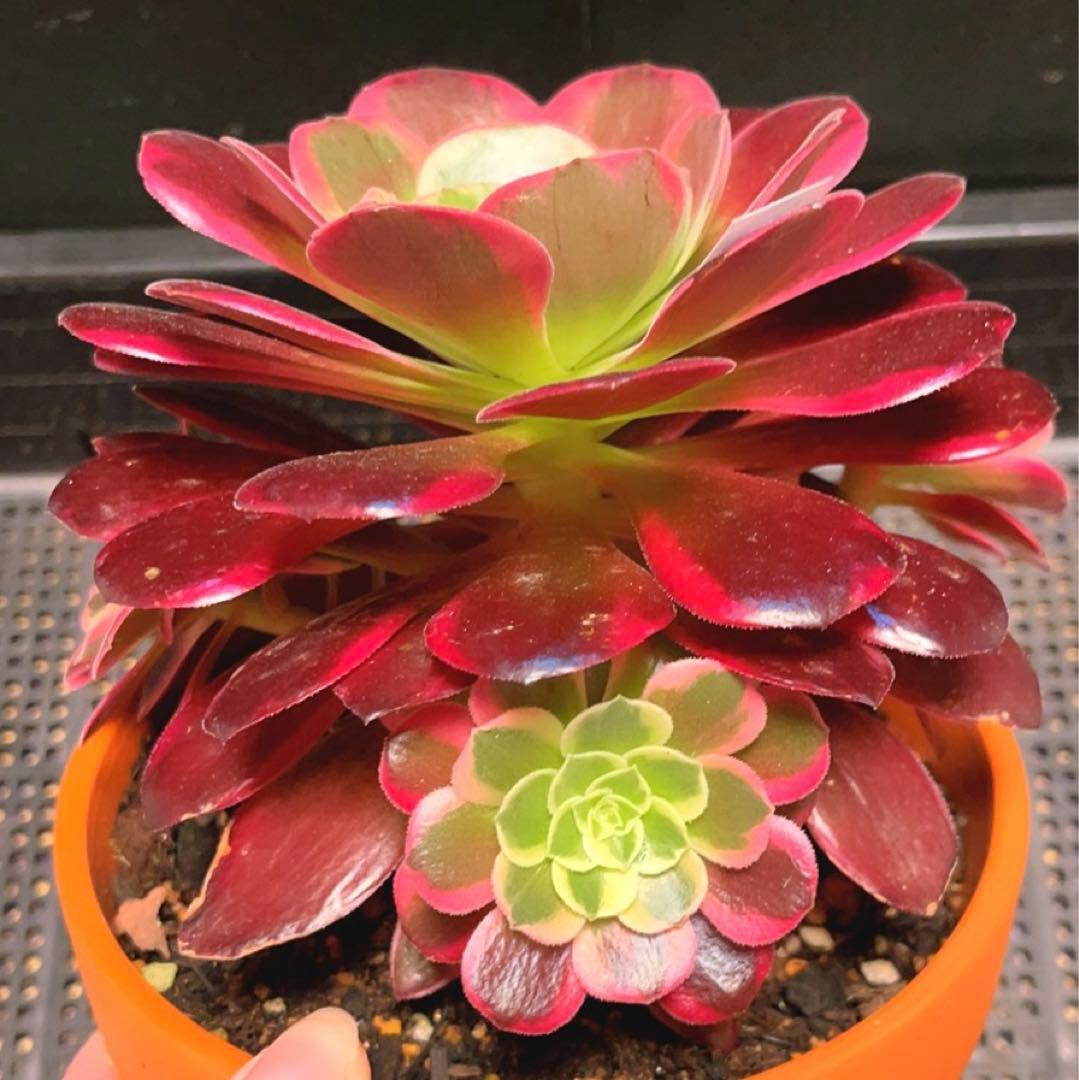 82#多肉植物アエオニウム錦❤️ カナリア羽 ❤️1大頭3小頭28cm拔き苗