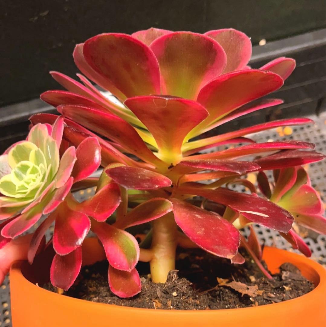 82#多肉植物アエオニウム錦❤️ カナリア羽 ❤️1大頭3小頭28cm拔き苗