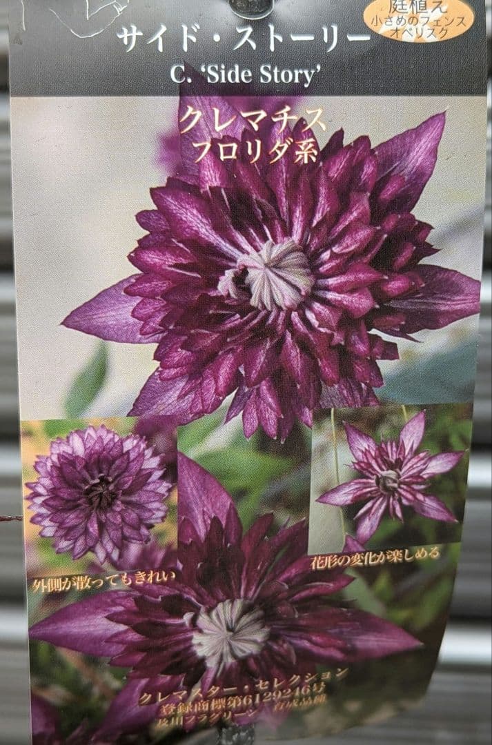 クレマチス 【サイドストーリー】ラベル付正規品 鉢のまま発送