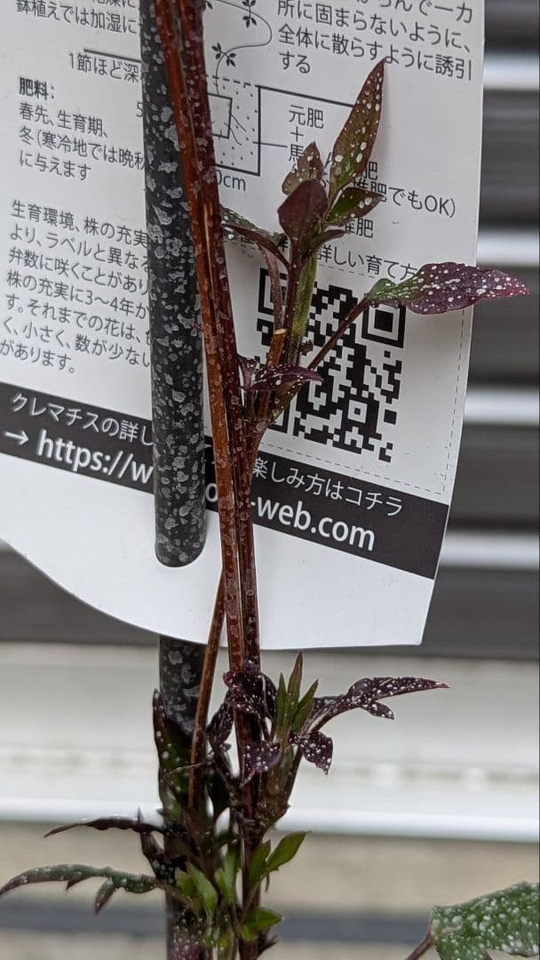 クレマチス 【サイドストーリー】ラベル付正規品 鉢のまま発送