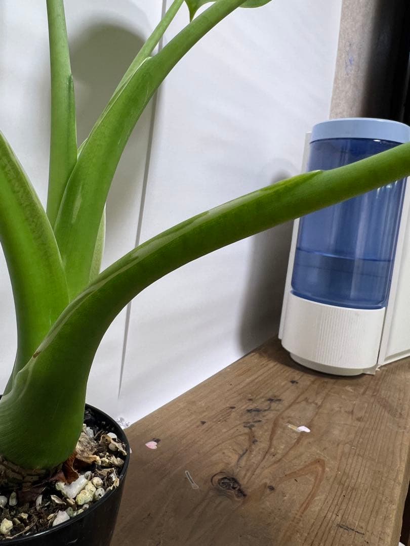 観葉植物 3種類おまとめセット　ククラータ・ピナツム・フロリダビューティー
