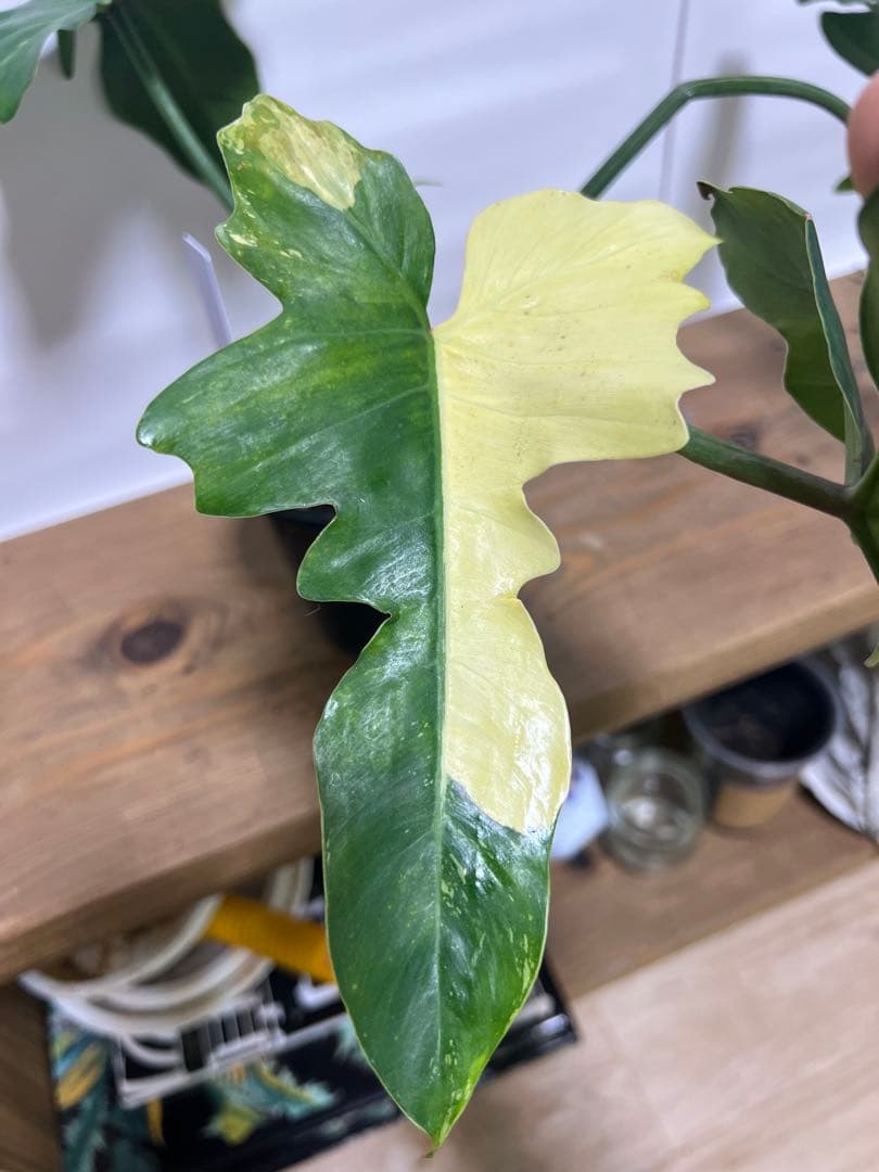 観葉植物 3種類おまとめセット　ククラータ・ピナツム・フロリダビューティー