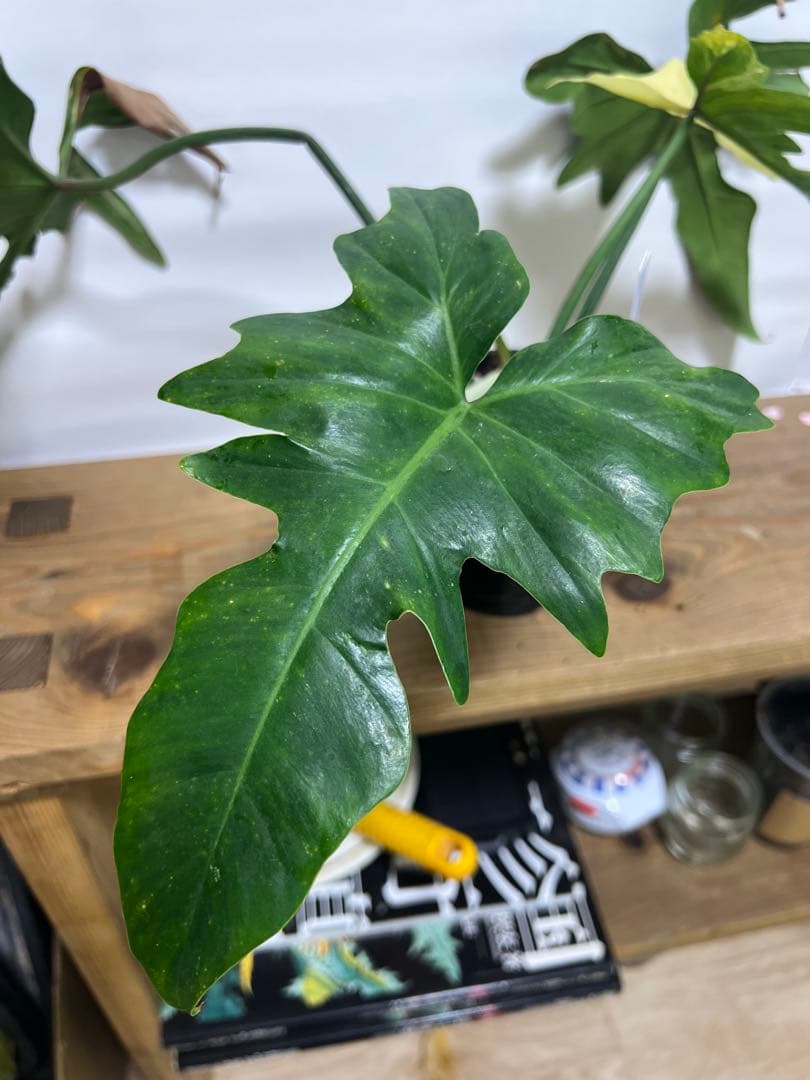 観葉植物 3種類おまとめセット　ククラータ・ピナツム・フロリダビューティー