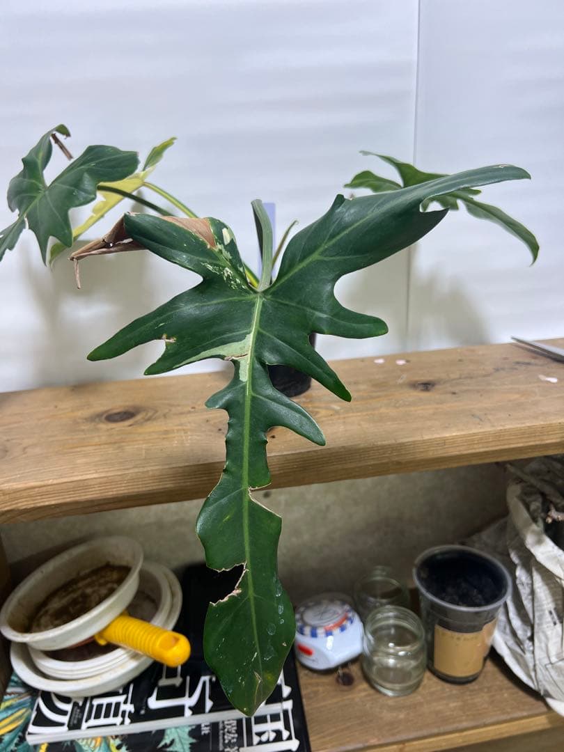 観葉植物 3種類おまとめセット　ククラータ・ピナツム・フロリダビューティー