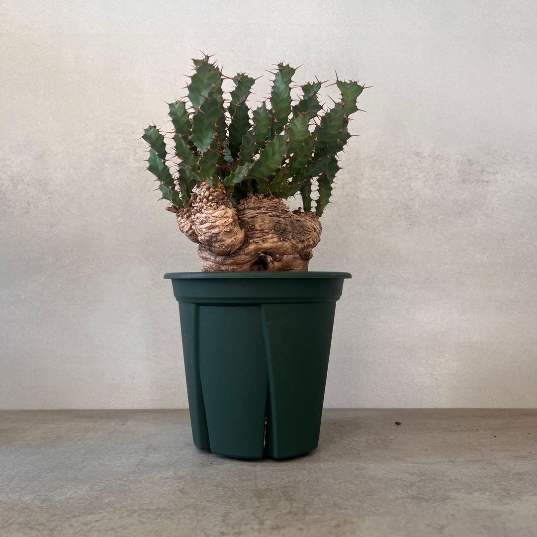 ユーフォルビア　クラビゲラ　現地球　Euphorbia clavigera 美株