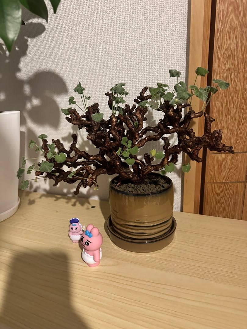 ペラルゴニウム　ミラビレ