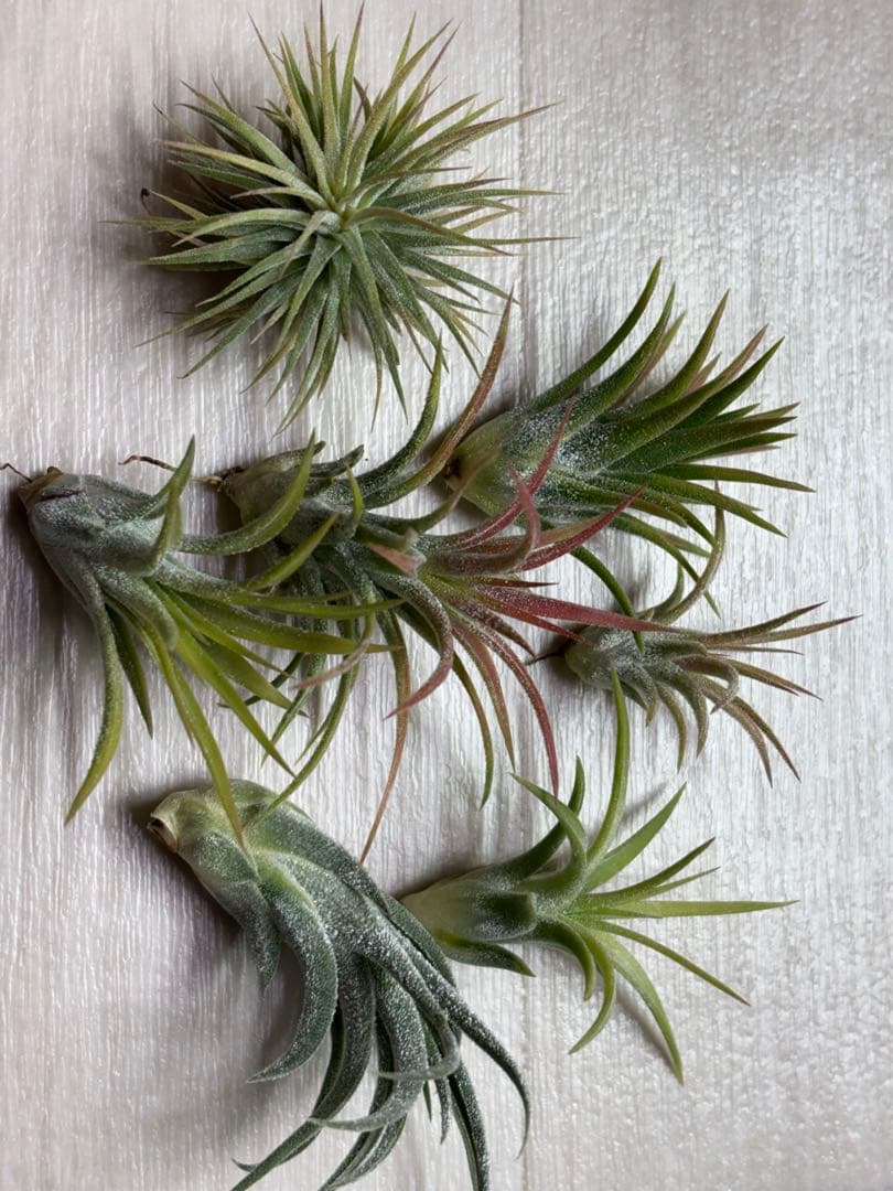 u*a様 Tillandsia Ionantha レア株セット